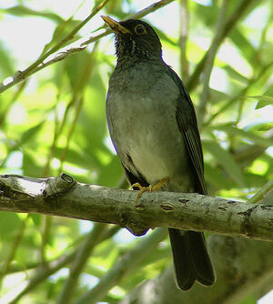 Andean Slaty Thrush