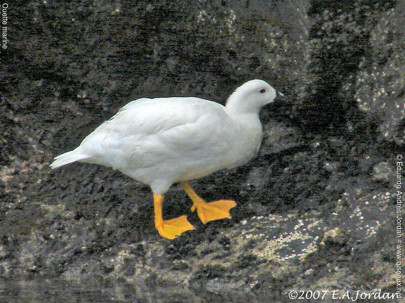 Kelp Goose male