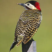 Green-barred Woodpecker (melanolaimus)