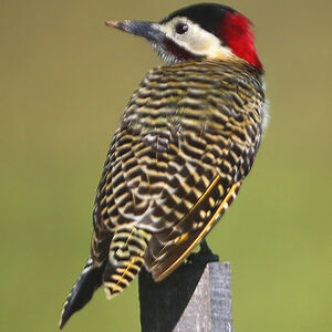 Golden-breasted Woodpecker