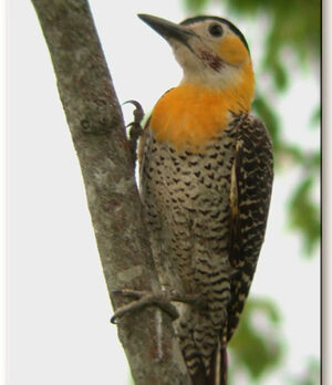 Campo Flicker