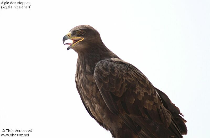 Steppe Eagle, close-up portrait