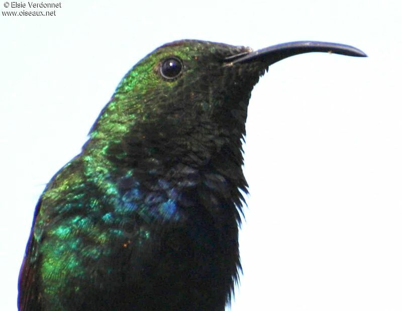Green-throated Carib, close-up portrait