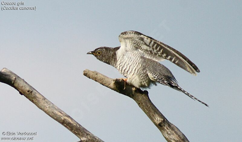Common Cuckoo, close-up portrait