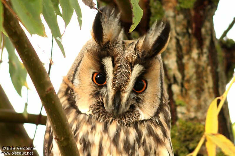 Long-eared Owl, close-up portrait