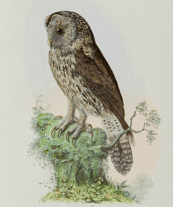 Pere David's Owl