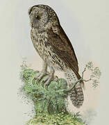 Ural Owl (davidi)
