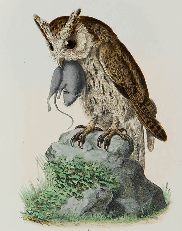 Indian Scops Owl
