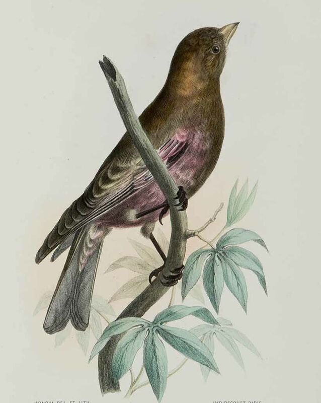 Asian Rosy Finch
