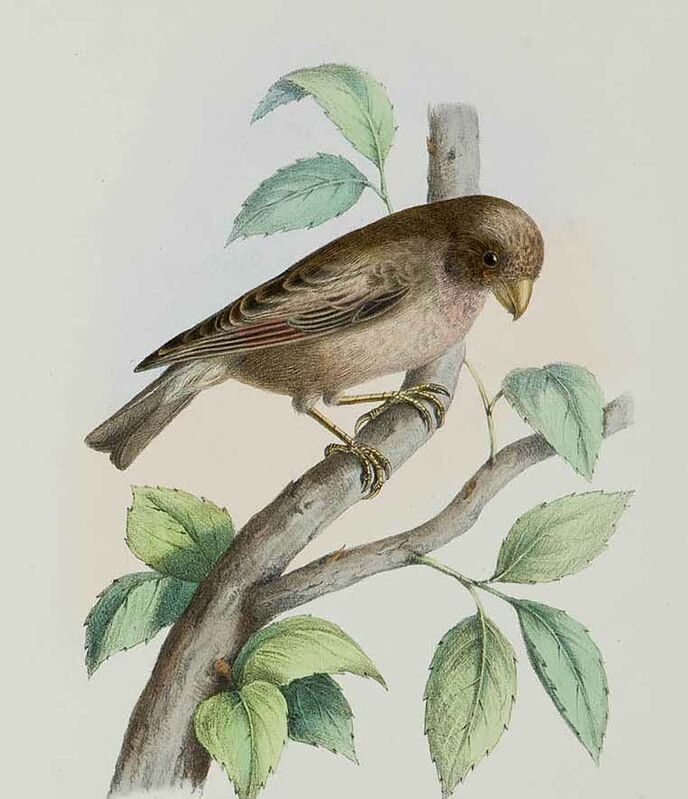 Mongolian Finch