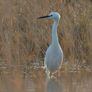 Aigrette garzette