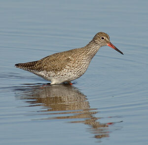 Common Redshank 
&copy; Emilien Duborper