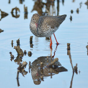 Common Redshank 
&copy; Emilien Duborper