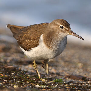 Common Sandpiper 
&copy; Emilien Duborper