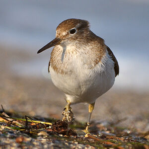 Common Sandpiper 
&copy; Emilien Duborper