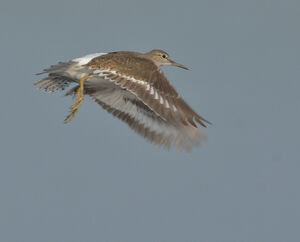 Common Sandpiper 
&copy; Emilien Duborper