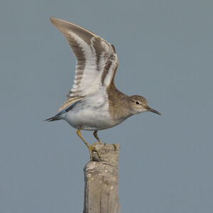 Common Sandpiper 
&copy; Emilien Duborper