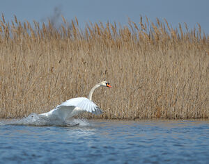 Mute Swan