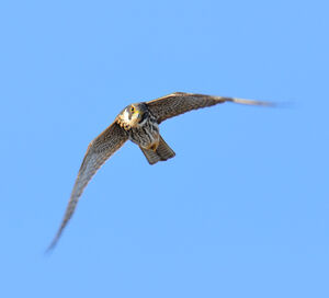 Eurasian Hobby