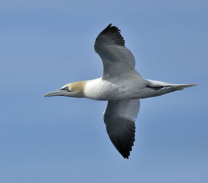 Northern Gannet 
&copy; Emilien Duborper