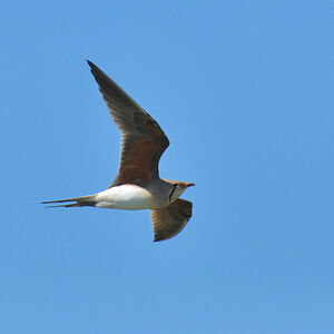 Collared Pratincole