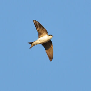 Common House Martin 
&copy; Emilien Duborper