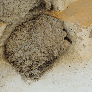 Common House Martin 
&copy; Emilien Duborper