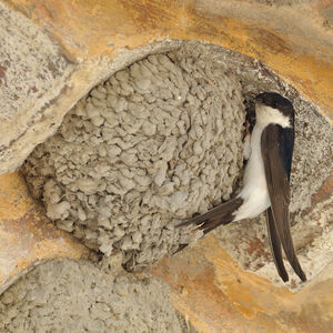 Common House Martin 
&copy; Emilien Duborper
