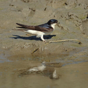 Common House Martin 
&copy; Emilien Duborper