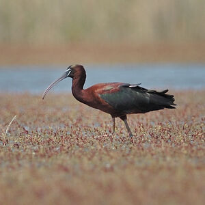Ibis falcinelle 
&copy; Emilien Duborper