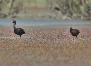 Ibis falcinelle 
&copy; Emilien Duborper
