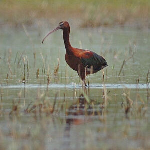 Ibis falcinelle 
&copy; Emilien Duborper