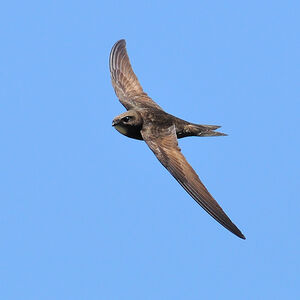 Common Swift 
&copy; Emilien Duborper