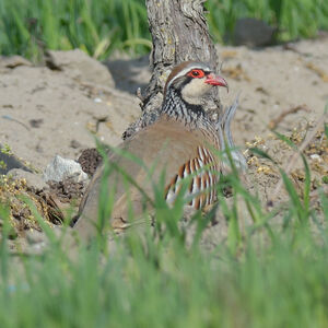 Red-legged Partridge 
&copy; Emilien Duborper