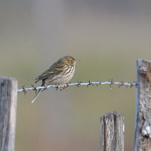 Meadow Pipit 
&copy; Emilien Duborper