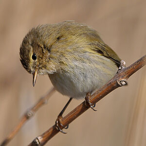 Common Chiffchaff