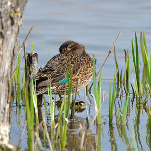 Eurasian Teal