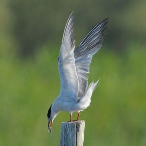 Common Tern