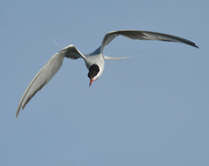 Common Tern 
&copy; Emilien Duborper