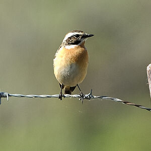 Whinchat