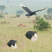 Abyssinian Ground Hornbill