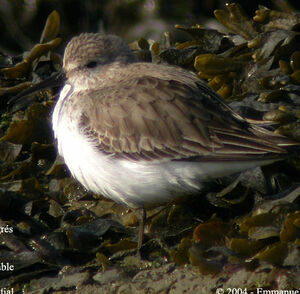 Dunlin 
&copy; Emmanuel Fr�ri