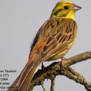 Bruant jaune