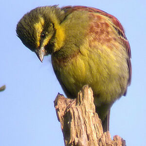 Cirl Bunting