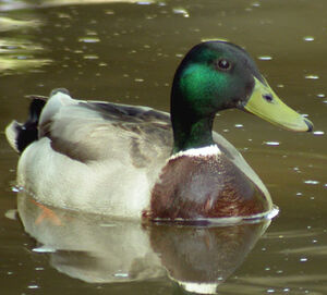 Canard colvert 
&copy; Emmanuel Fr�ri