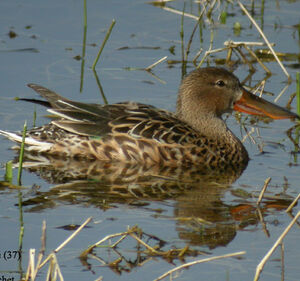 Canard souchet
