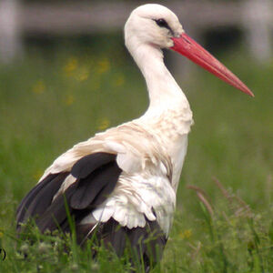 Cigogne blanche 
&copy; Emmanuel Fr�ri