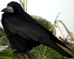 Corbeau freux 
&copy; Emmanuel Fr�ri