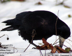Corbeau freux 
&copy; Emmanuel Fr�ri