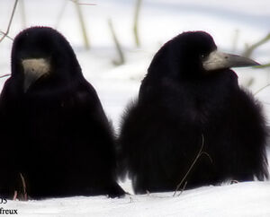 Corbeau freux 
&copy; Emmanuel Fr�ri